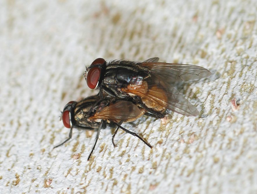 Natural methods to get rid of flies at home - Ideas by Mr Right